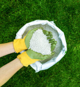 feeding-lawn-granular-fertilizer-green-grass