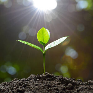 budding-new-plant-morning-sunlight-in-back