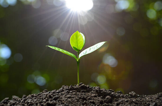 budding-new-plant-morning-sunlight-in-back