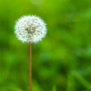 A mature dandelion grass background