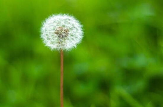 A mature dandelion grass background