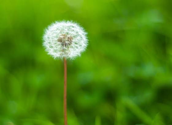 A mature dandelion grass background