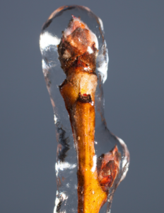 branch covered in ice