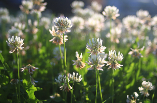 summertime prep for commercial landscape