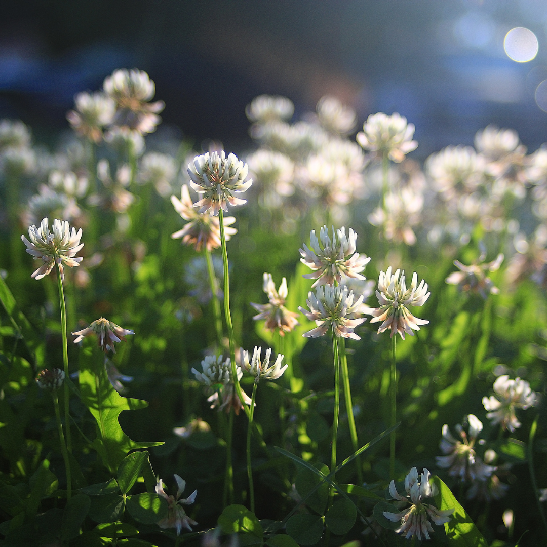 summertime prep for commercial landscape