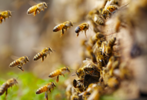 how commercial properties benefit from bees