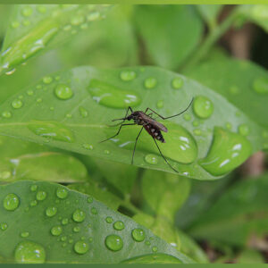 A well-maintained irrigation system in a lush green landscape, preventing standing water and promoting healthy plant growth for effective mosquito control.