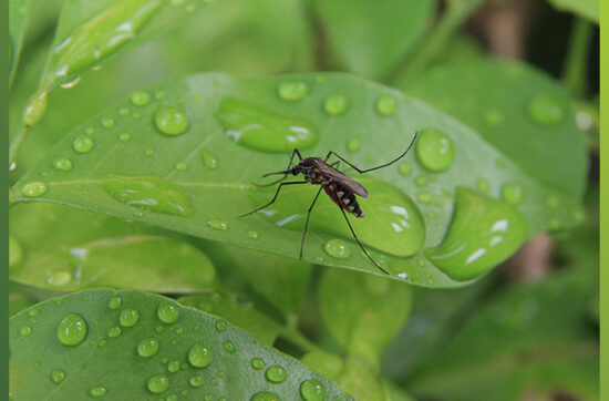 A well-maintained irrigation system in a lush green landscape, preventing standing water and promoting healthy plant growth for effective mosquito control.