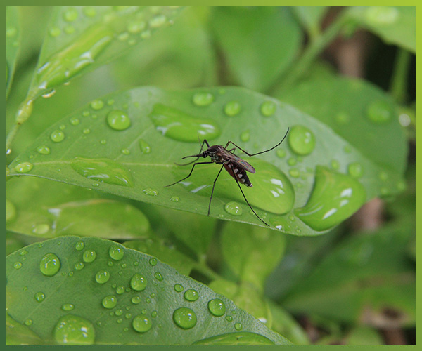 A well-maintained irrigation system in a lush green landscape, preventing standing water and promoting healthy plant growth for effective mosquito control.